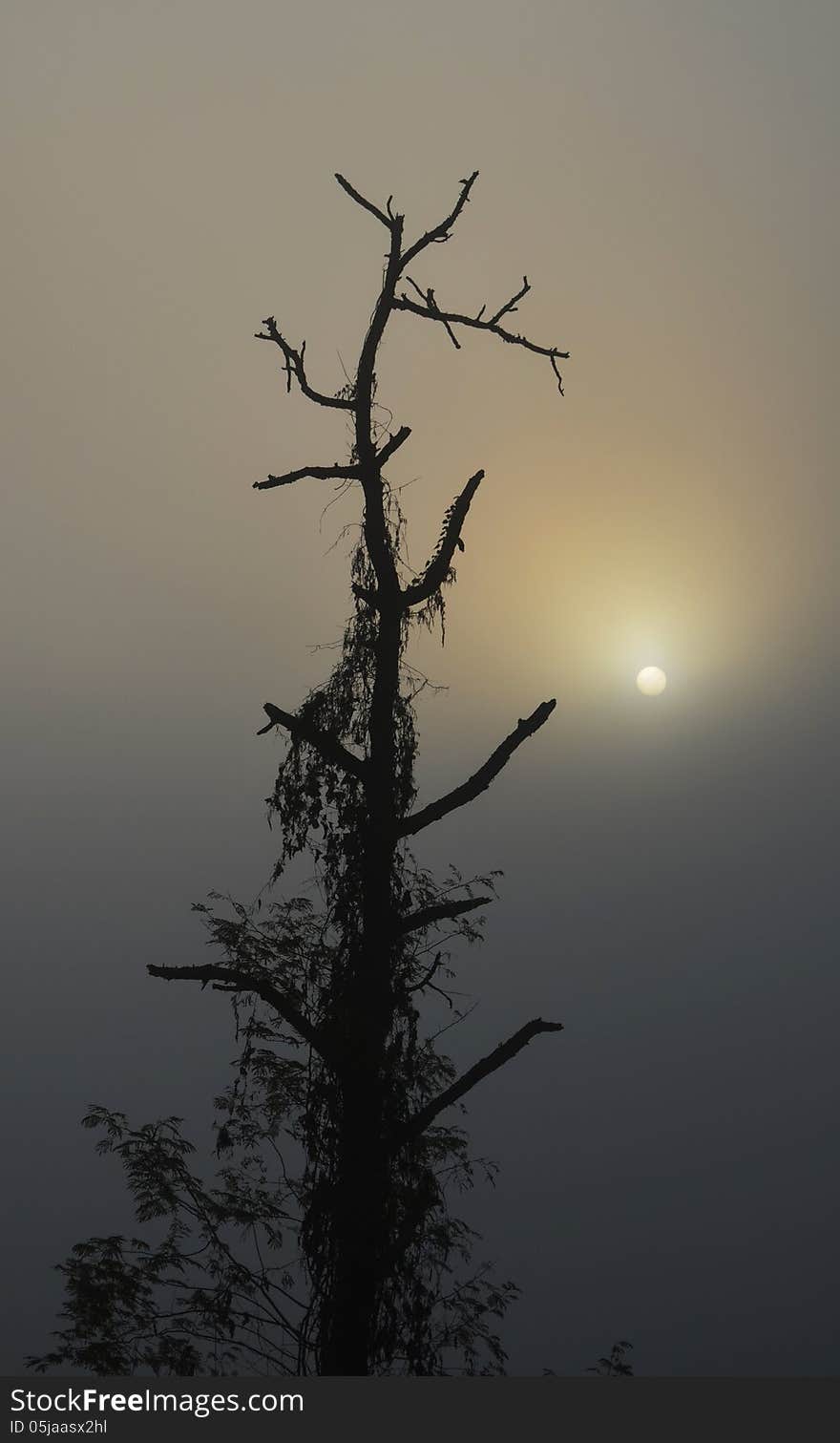 Silhouette of Tree in Sunrise