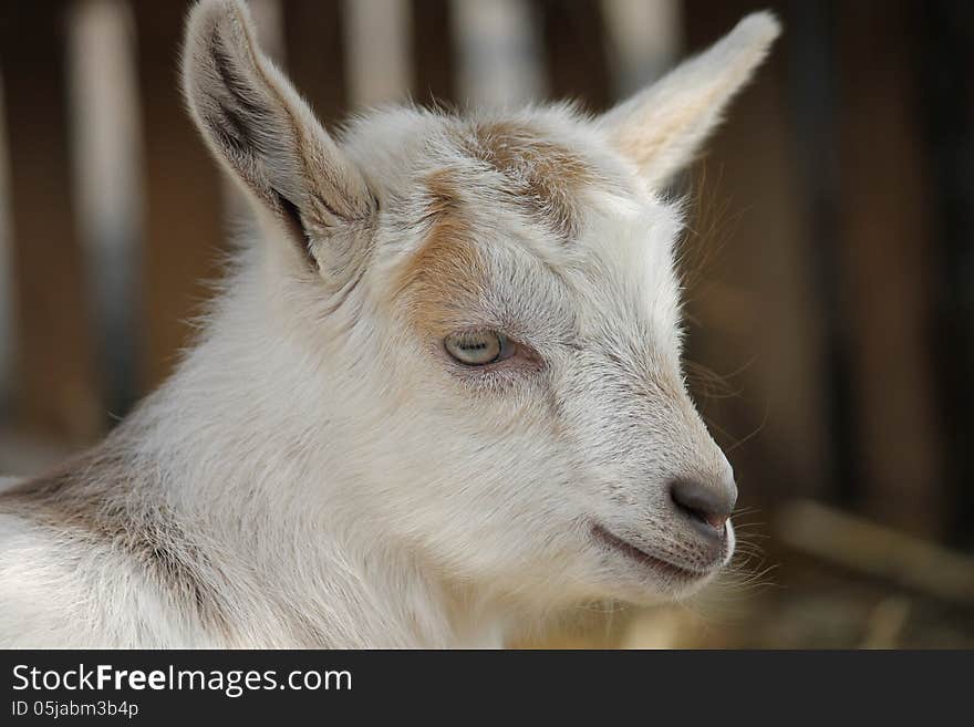 Billy goat in a farm. Billy goat in a farm