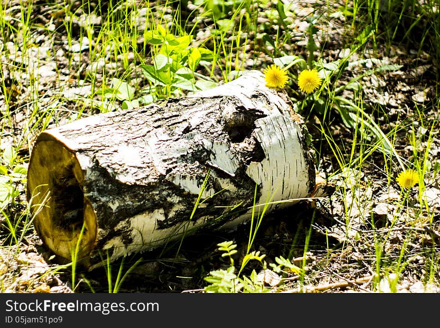 Birch Log With A Cavity Inside.