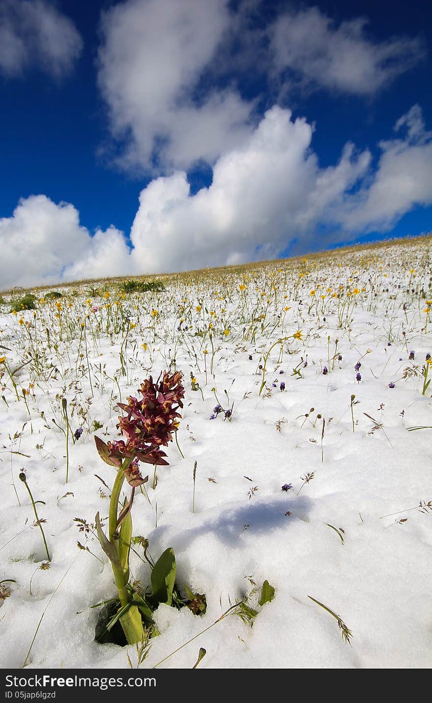 Mountain pink isolated flower in the snow.