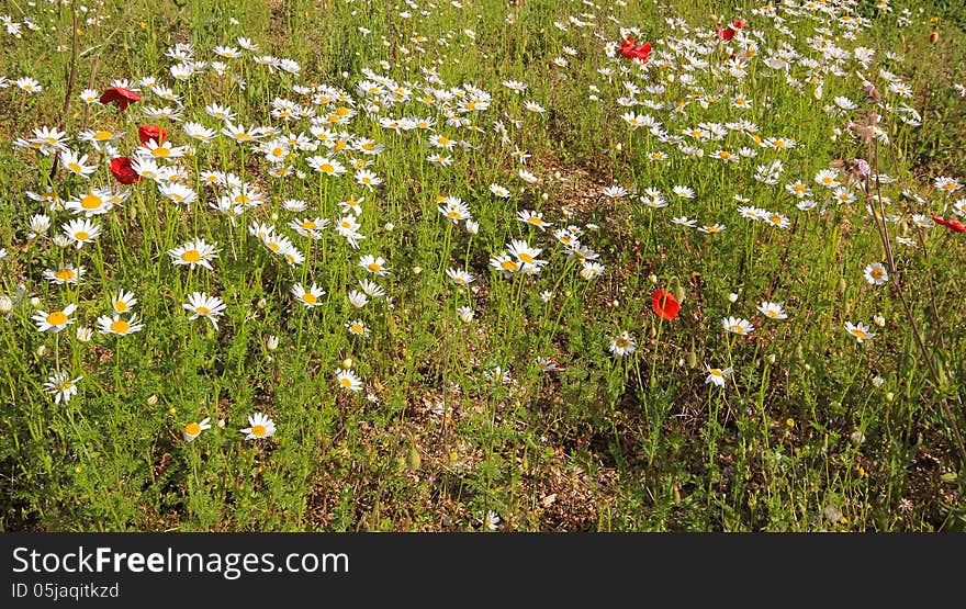 Field of daisies and poppies