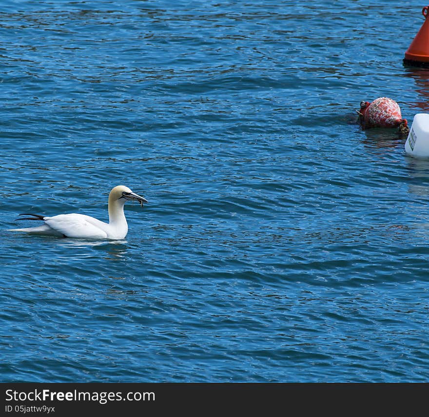 Beautiful gannet