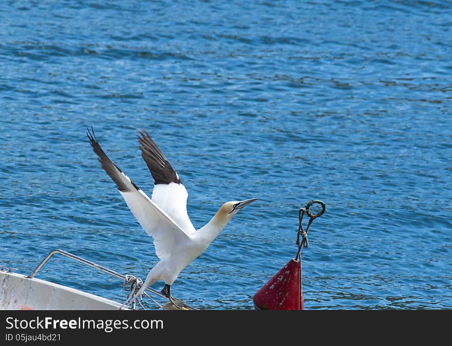 Rare beautiful gannet in the gulf of la spezia in portovenere