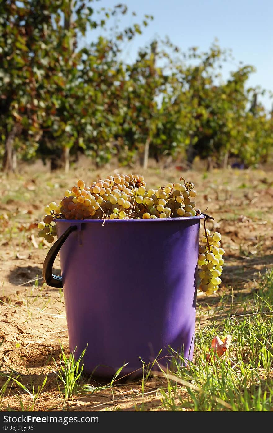 Busket full of white mature grape on vineyard. Busket full of white mature grape on vineyard