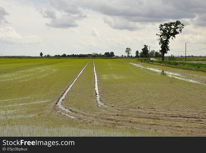 Rice plantation fields - paddies - province of Novara, Italy. Spring flooding and overcast weather. Italian agriculture. Rice plantation fields - paddies - province of Novara, Italy. Spring flooding and overcast weather. Italian agriculture.