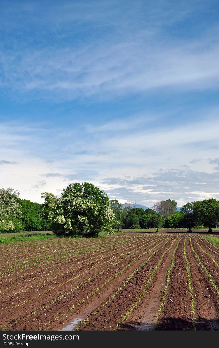 Corn plantation fields in the province of Novara, Italy. Spring blue sky and trees. Italian agriculture. Corn plantation fields in the province of Novara, Italy. Spring blue sky and trees. Italian agriculture.