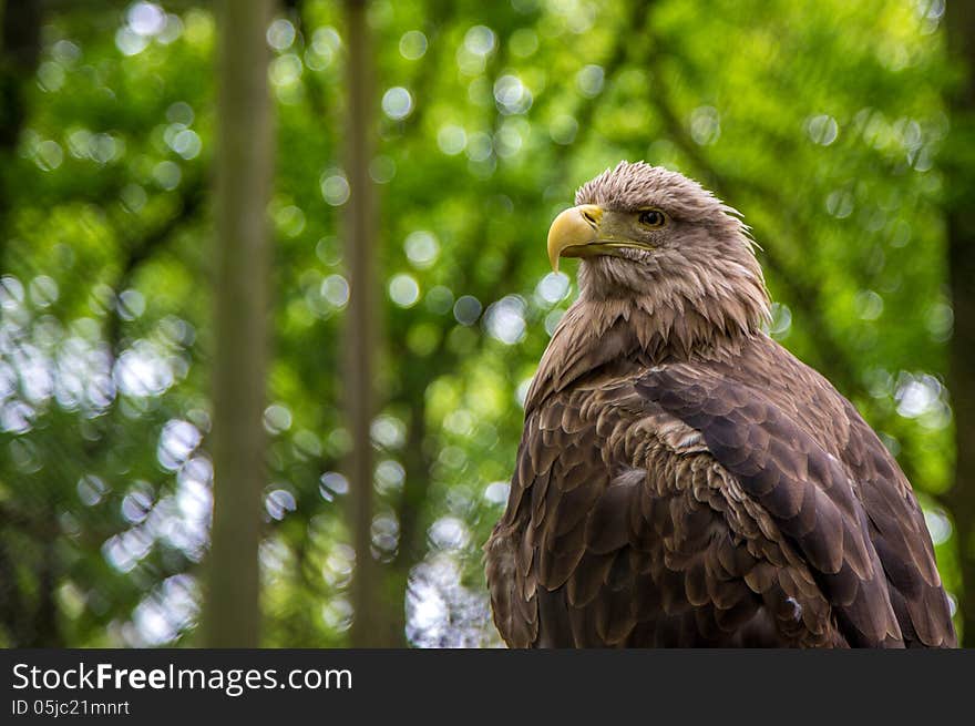 White-tailed Sea-eagle