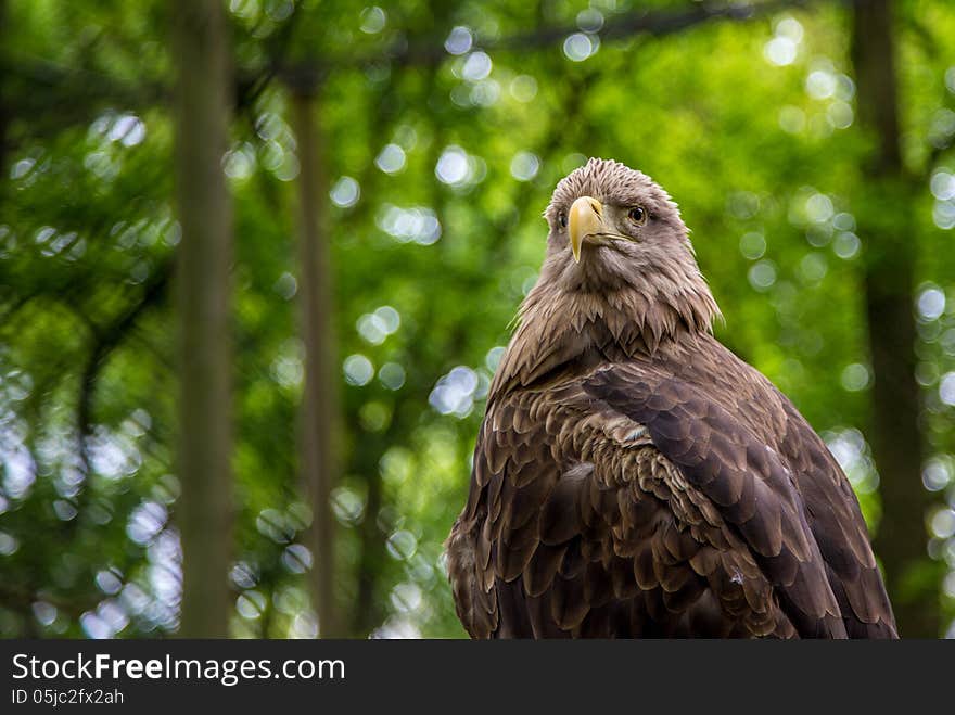 White-tailed Sea-eagle sitting, while checking out the crowd.