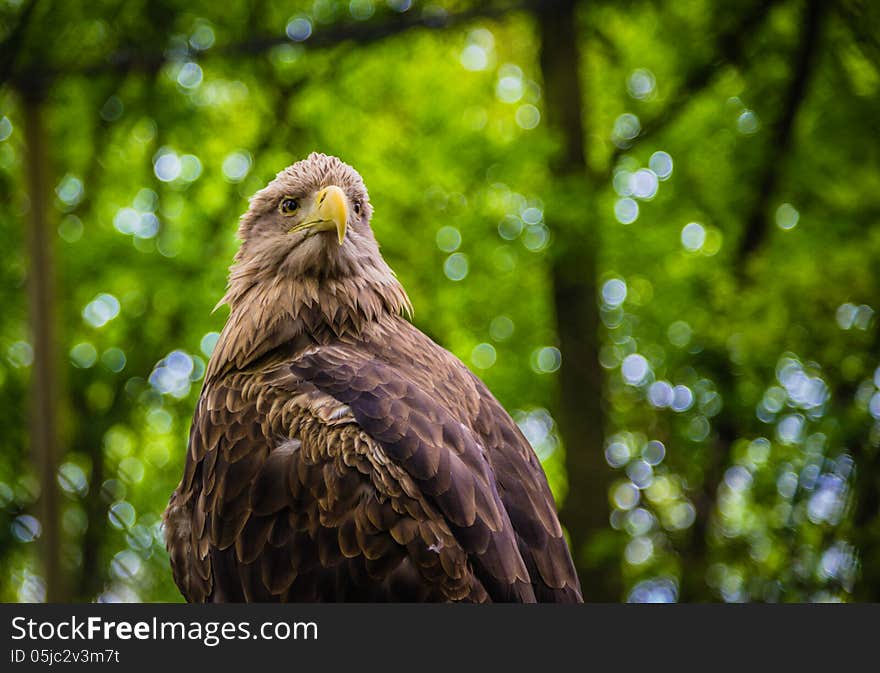 White-tailed Sea-eagle sitting, while checking out the crowd.