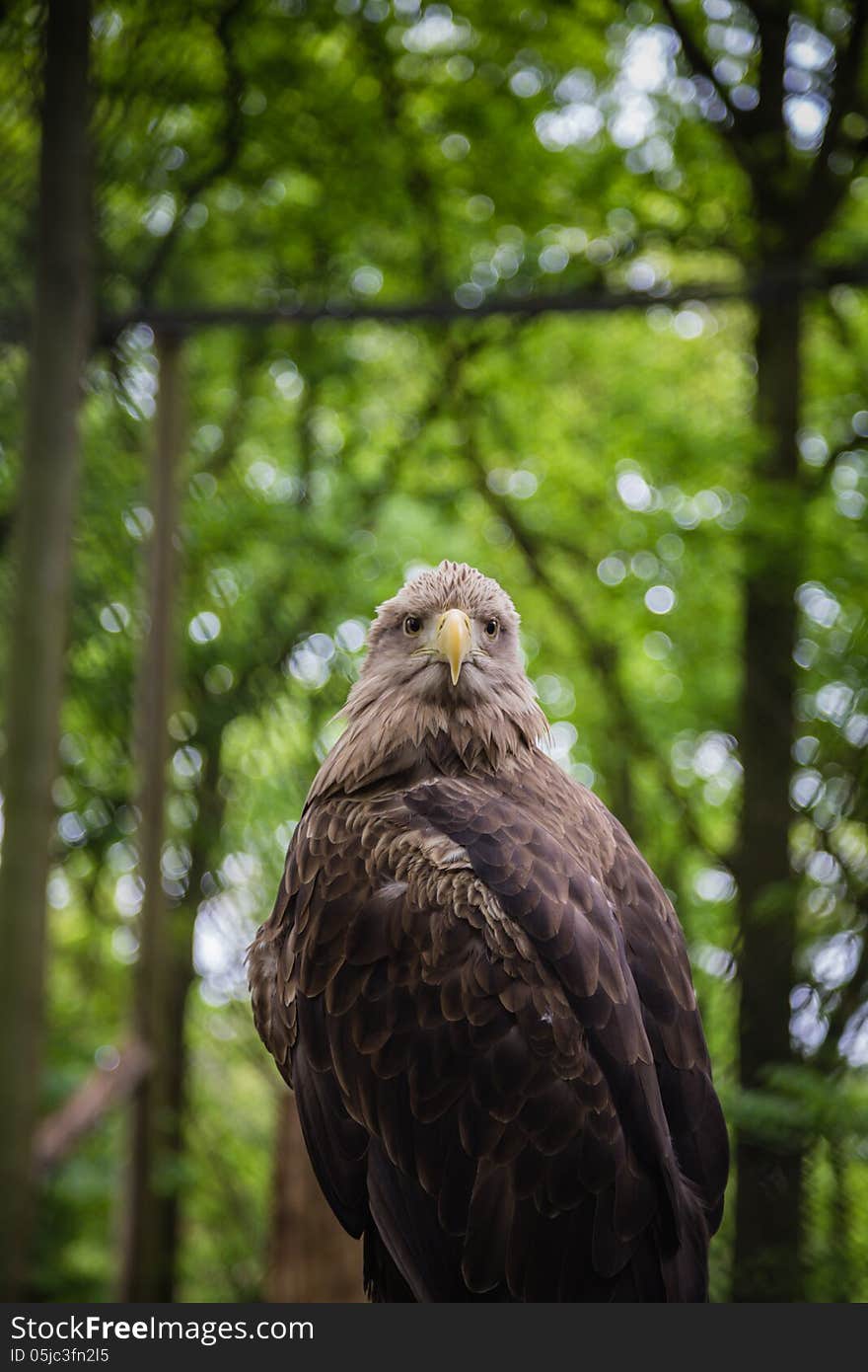 White-tailed Sea-eagle