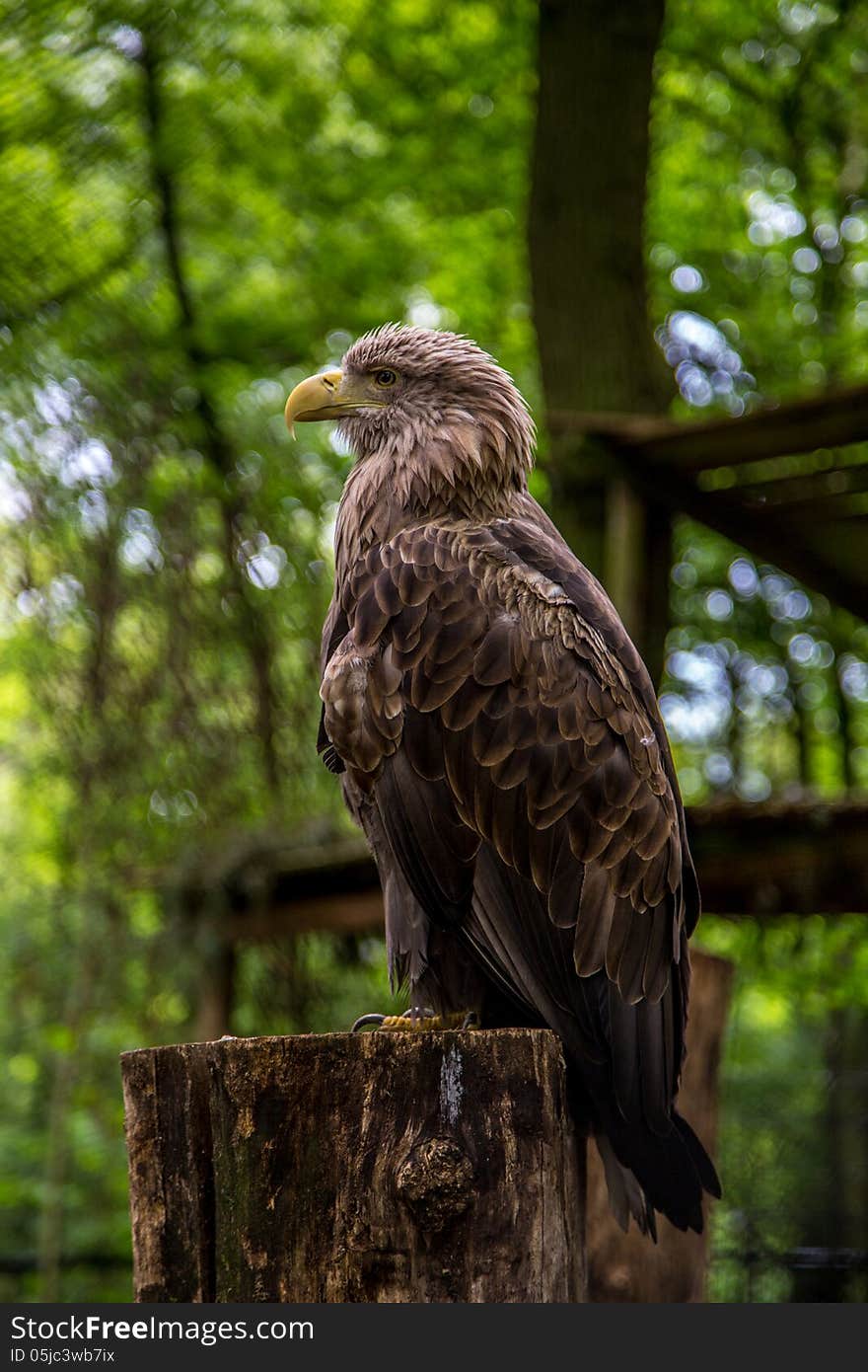 White-tailed Sea-eagle sitting, while checking out the crowd.