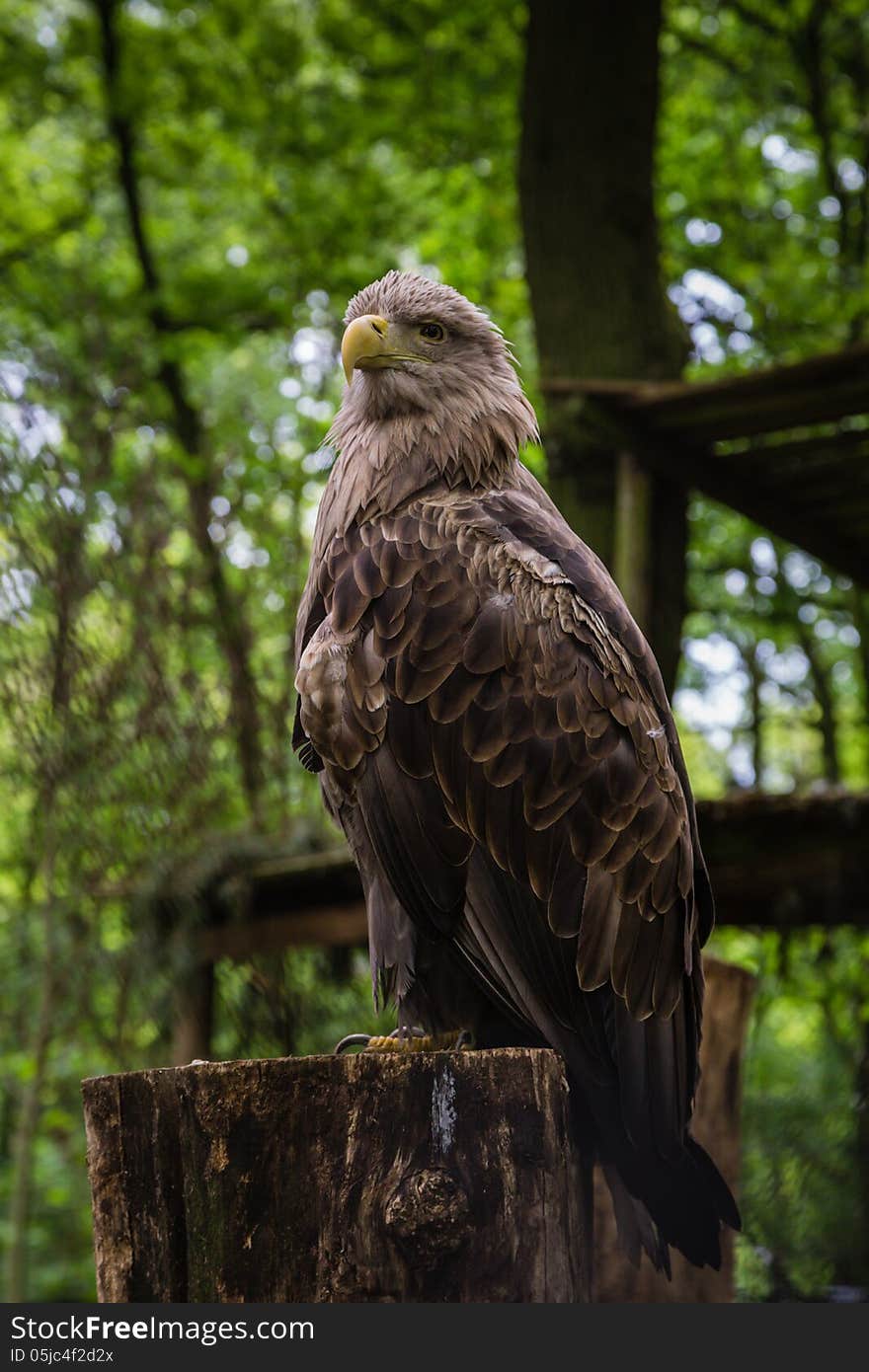 White-tailed Sea-eagle sitting, while checking out the crowd.