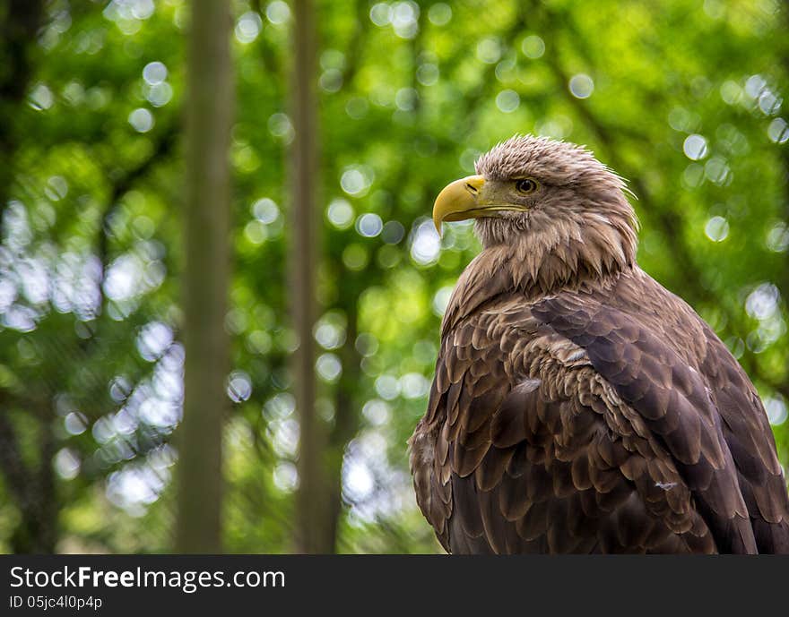 White-tailed Sea-eagle checking out the crowd.