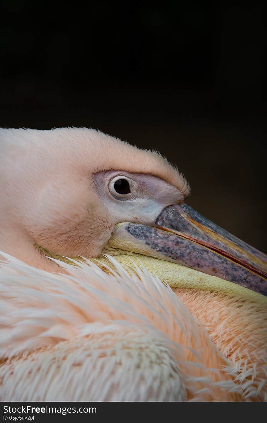 Pink Pelican, resting in the shade