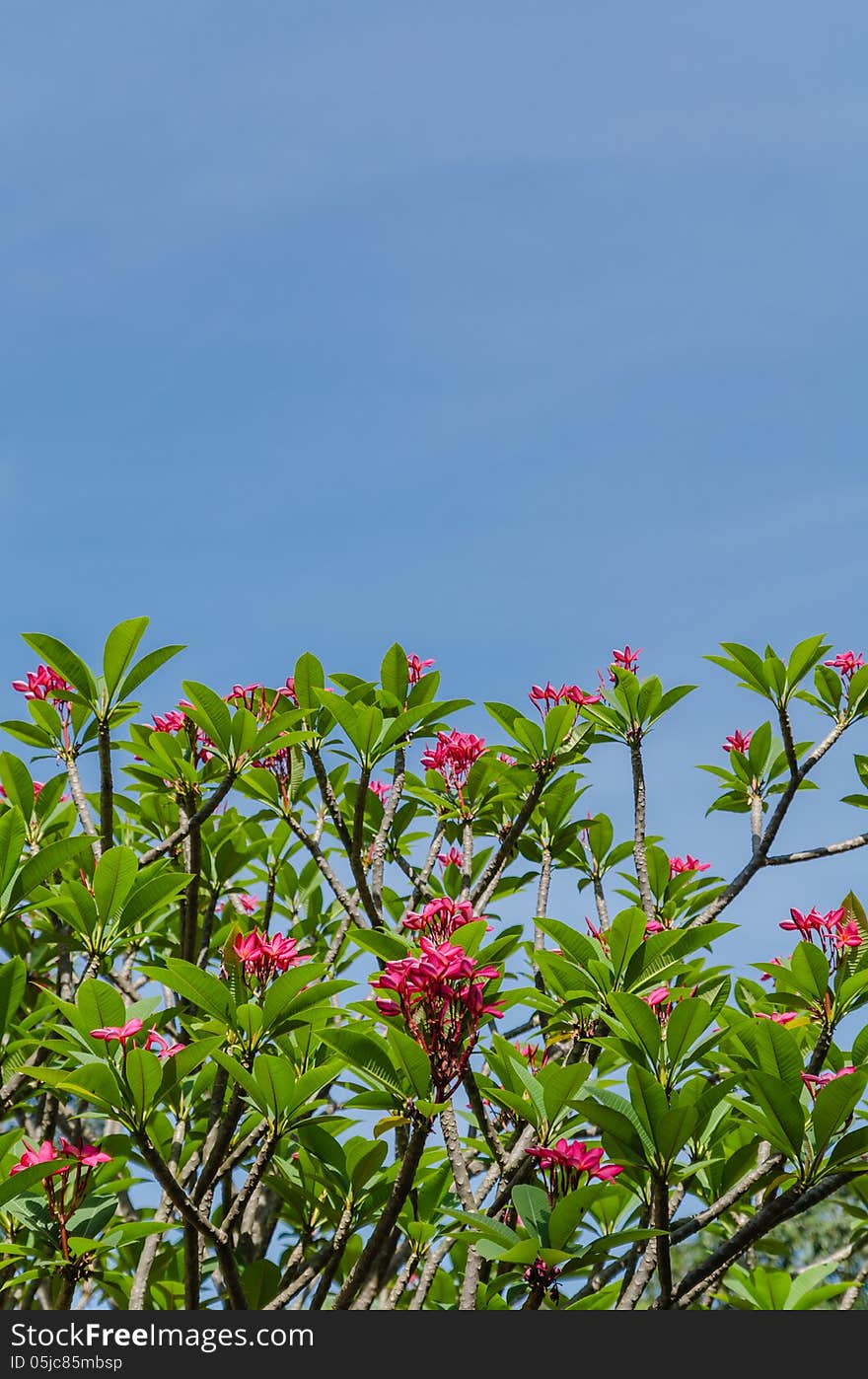 Frangipani trees with bule sky