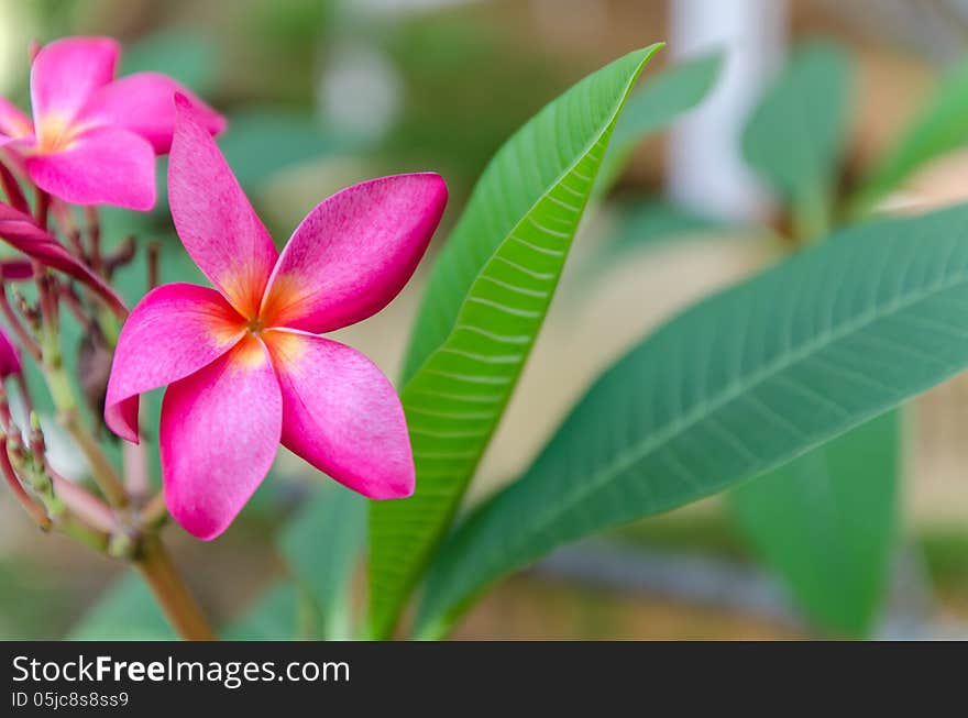 Close up the pink frangipani