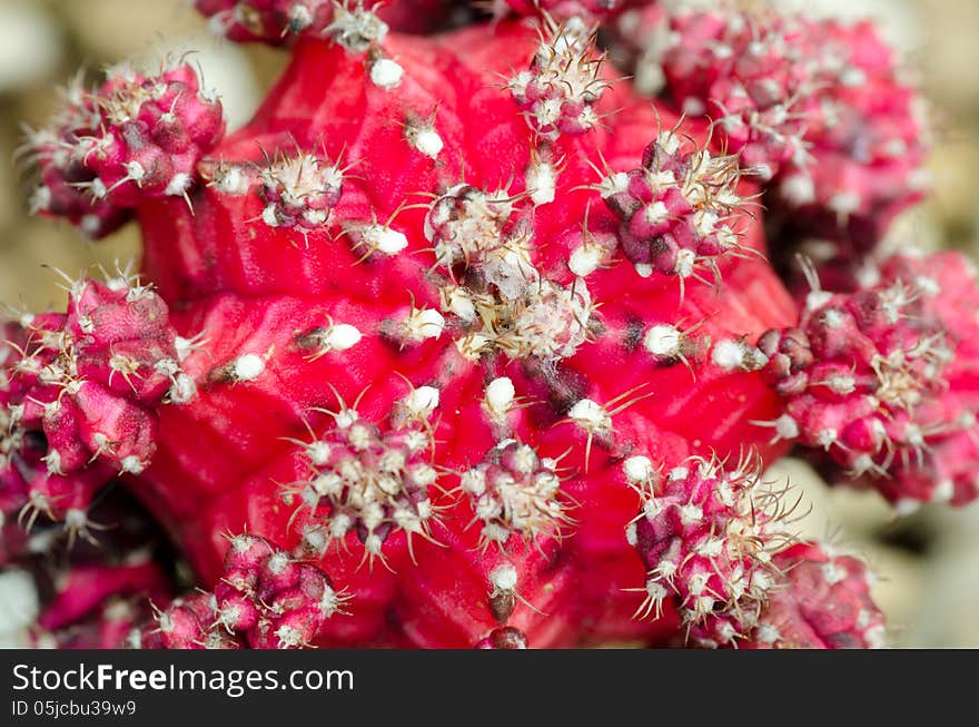 Close up of cactus texture background