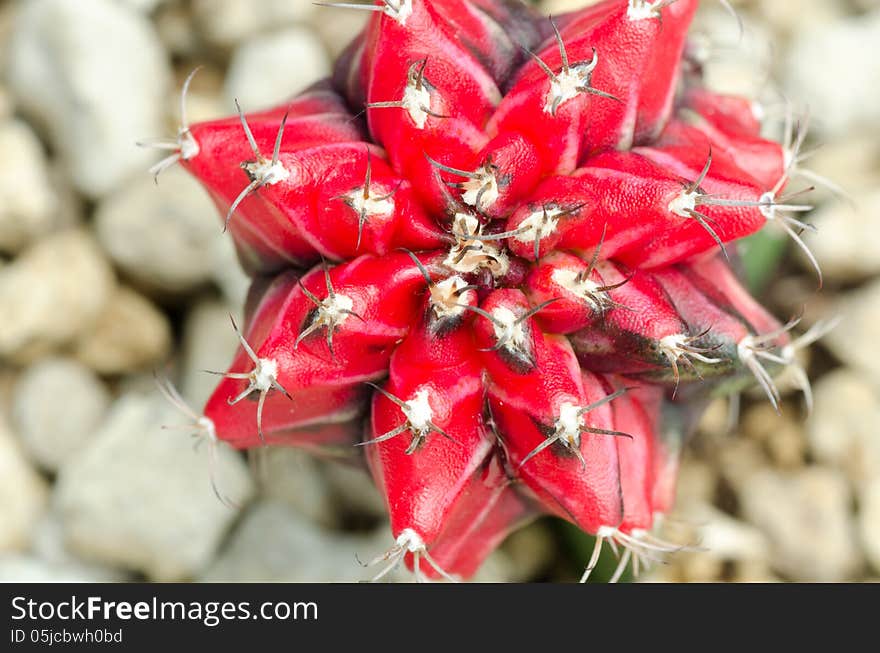 Close up of cactus texture background