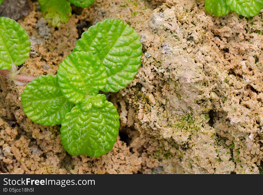 Episcia leaf