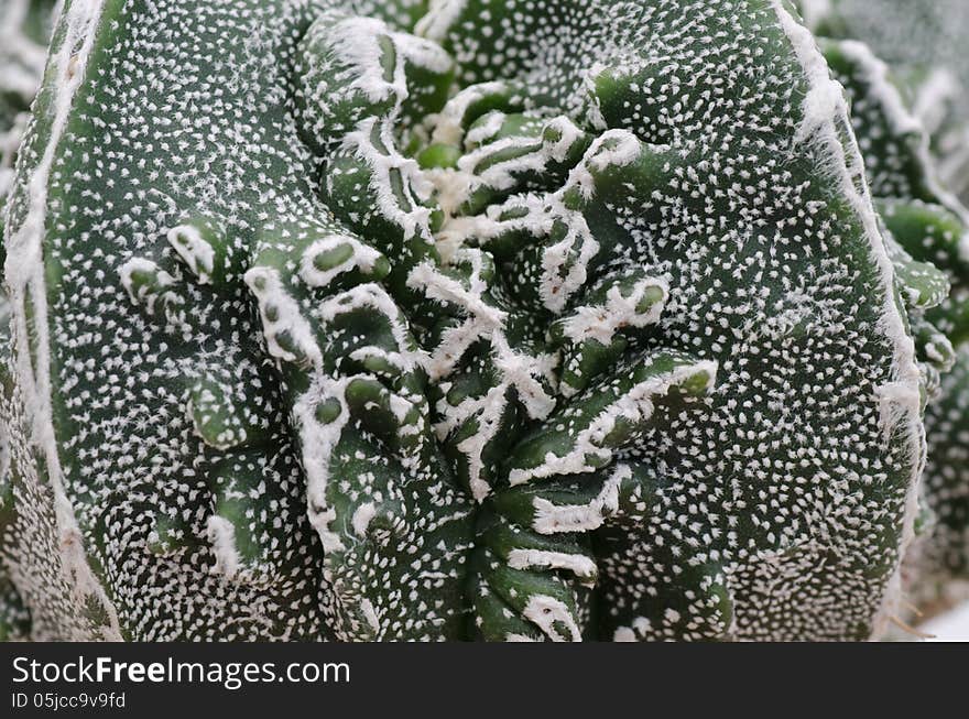 Closeup of cactus texture background