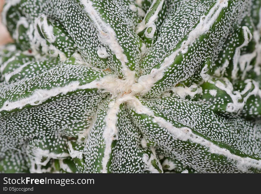 Closeup of cactus texture background