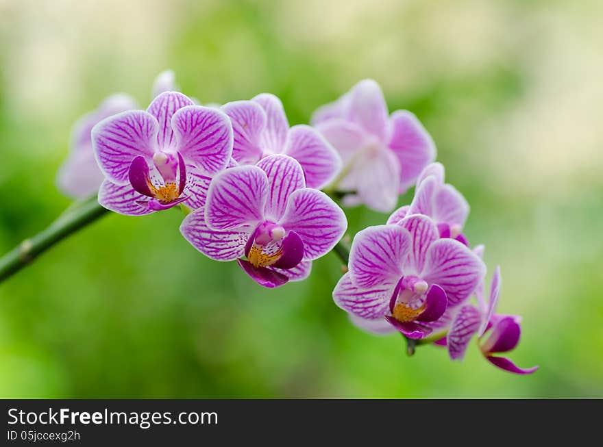 Pink Phalanopsis