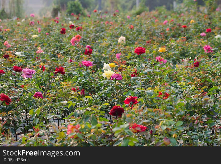 Rose field