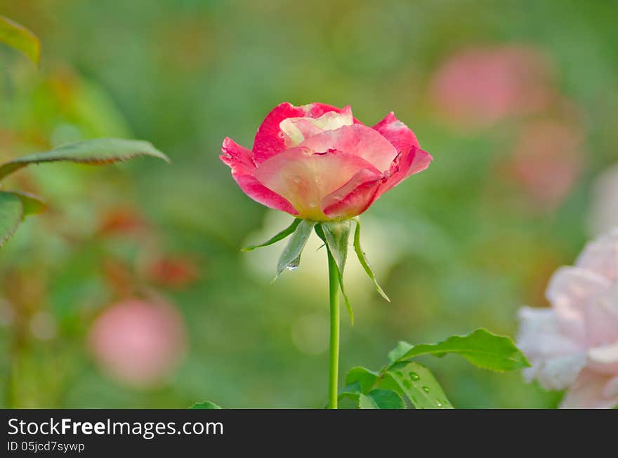 Pink and white rose blooming