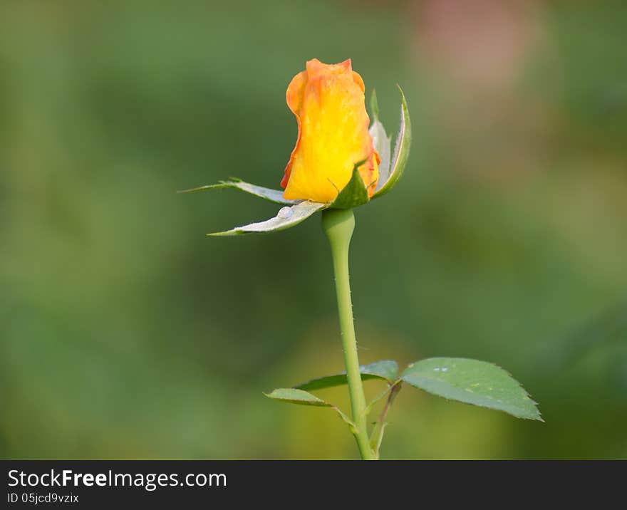 Yellow Roses blooming in garden