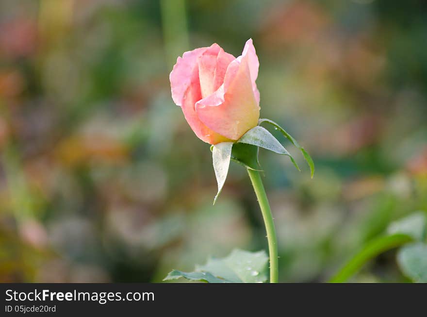 Pink roses blooming in garden