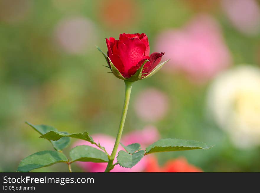 Red rose blooming in garden