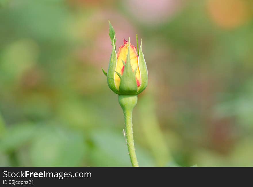 Red and yellow rose bud in garden