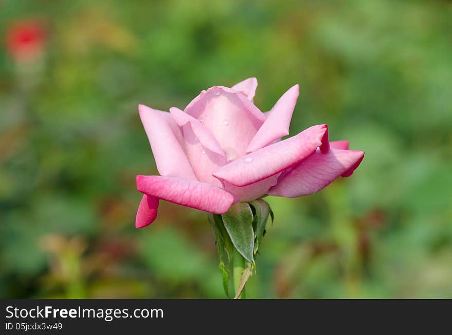 Violet rose blooming in garden