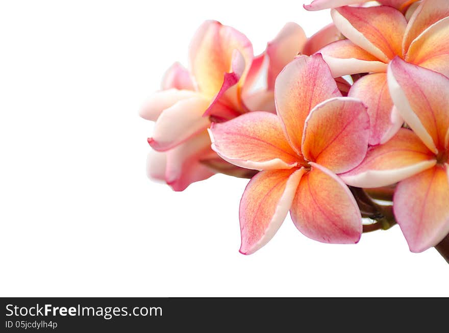 Frangipani isolated on white background.