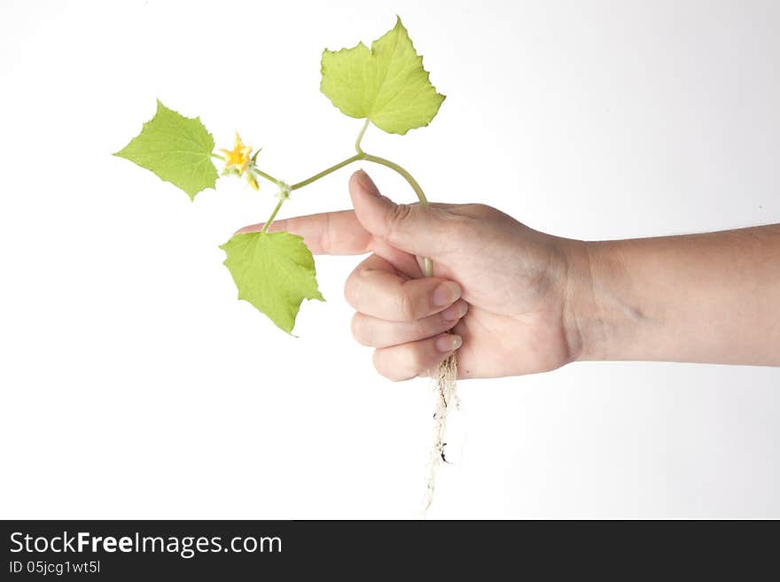 A hand holding a yellow wildflower. A hand holding a yellow wildflower.