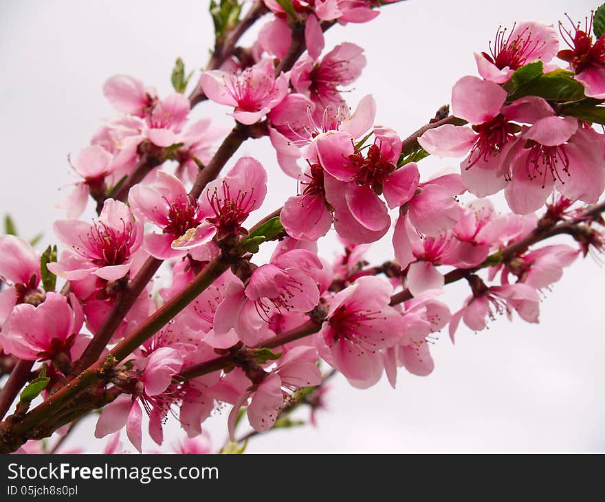 Peach flowers in agriculture garden located in East Europe