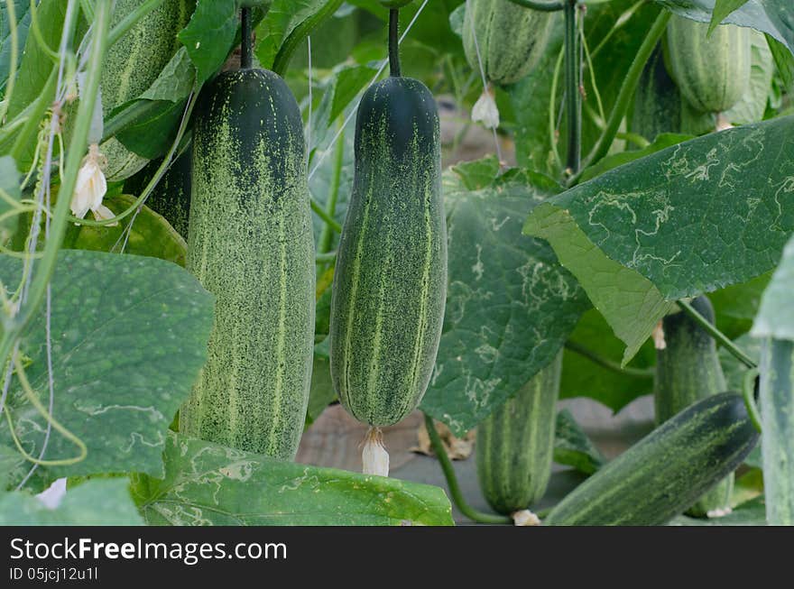 Cucumbers