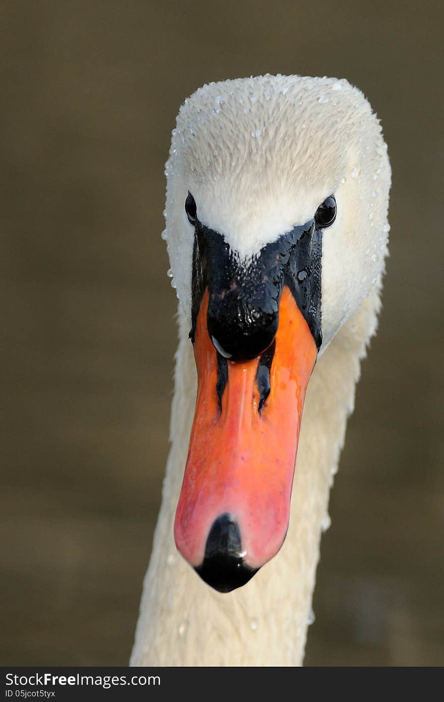 Portrait of a swan with water drops in the plumage. Portrait of a swan with water drops in the plumage.