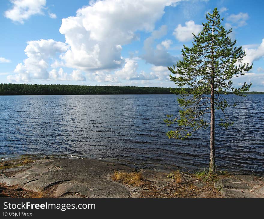 Landscape with a tree on the stone coast, Karelia, Russia