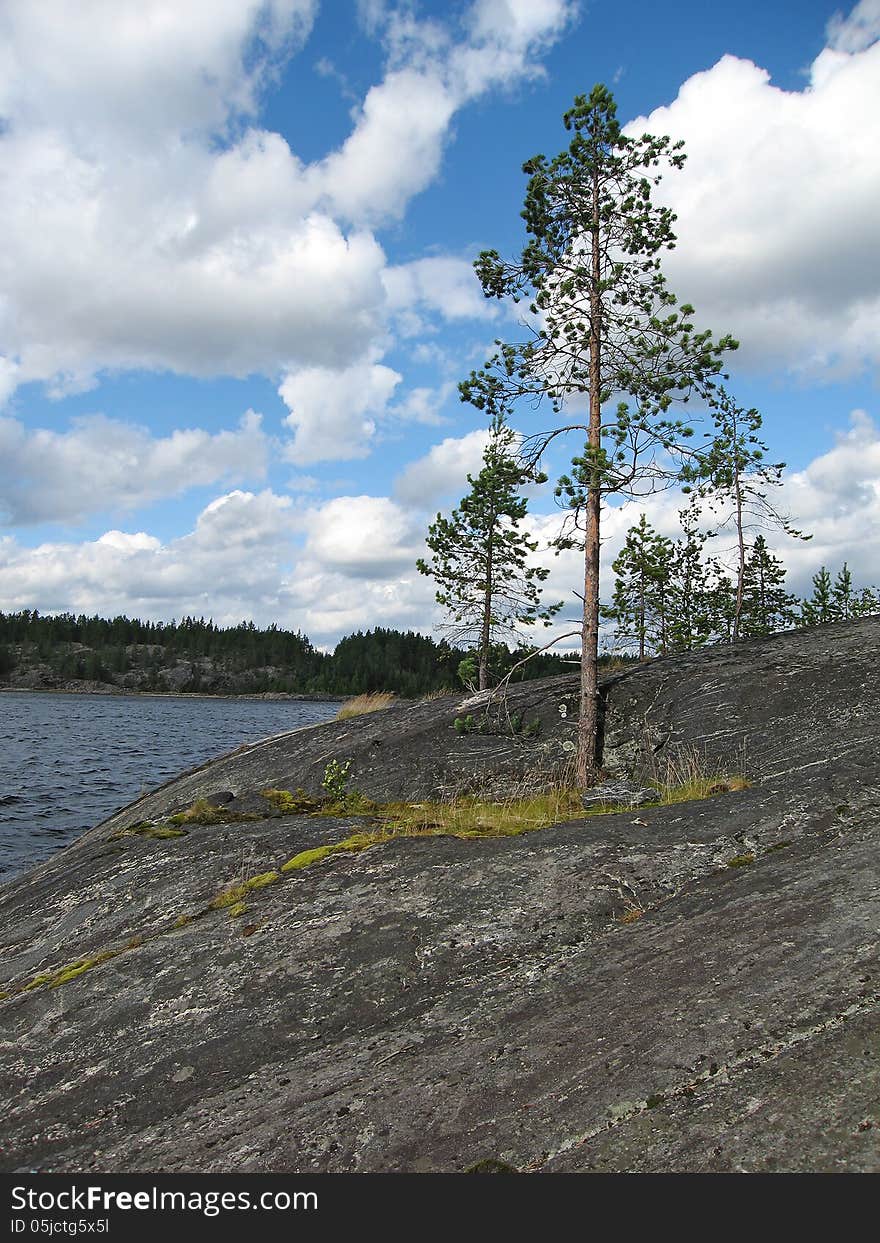 Tree growing out of a stone