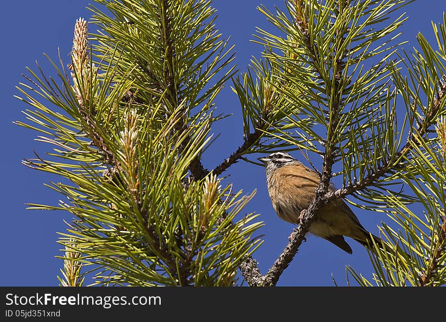 Rock Bunting on Pinetree