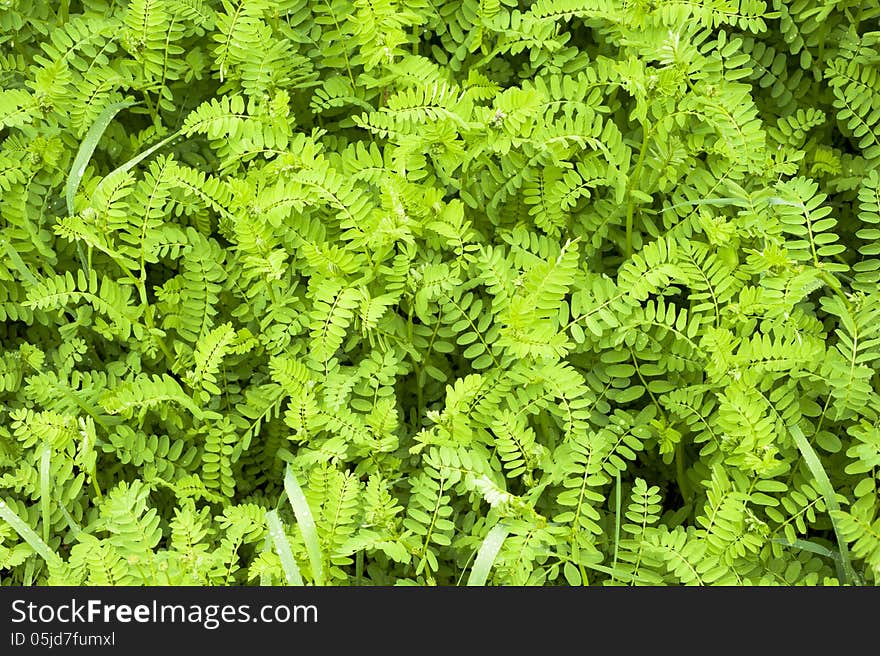 A bright green ground cover growing on the forest floor. A bright green ground cover growing on the forest floor.