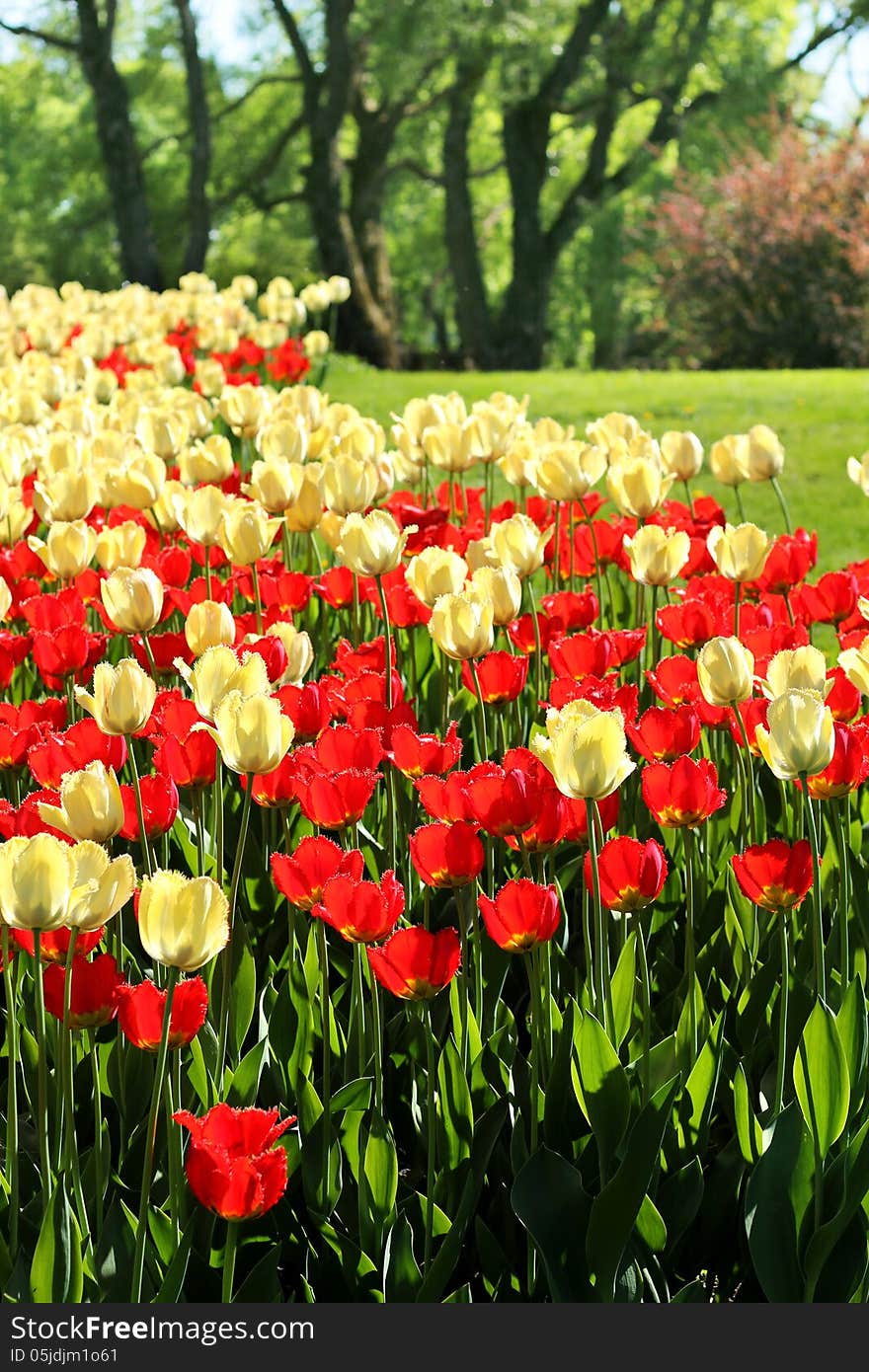 Red and light yellow tulips garden blossoming background