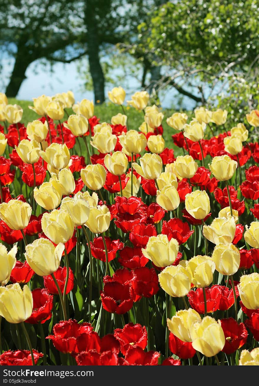 Red and light yellow tulips garden blossoming background. Red and light yellow tulips garden blossoming background