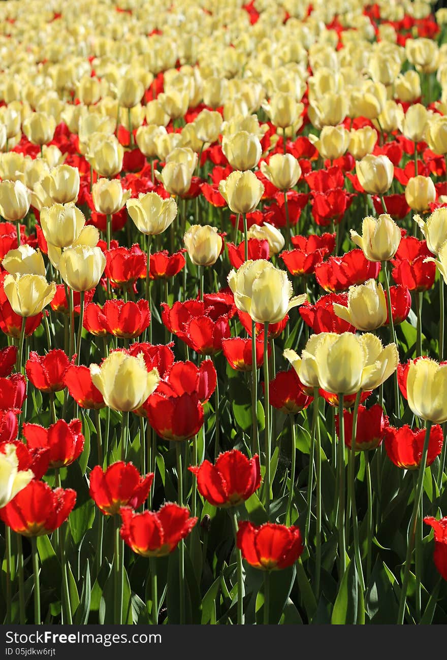 Red and light yellow tulips garden blossoming background. Red and light yellow tulips garden blossoming background