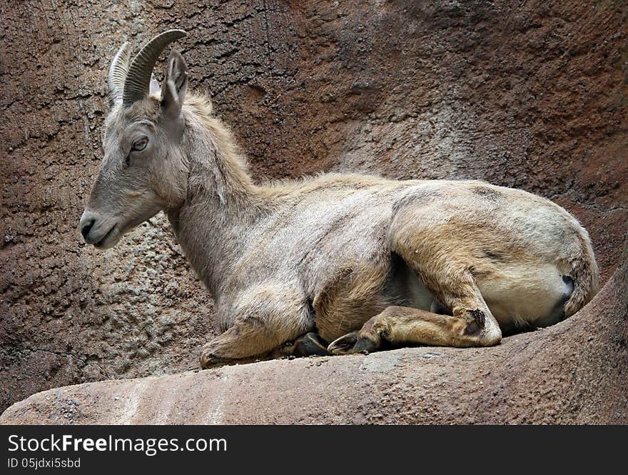 Female Desert Bighorn Sheep Sitting On Ledge