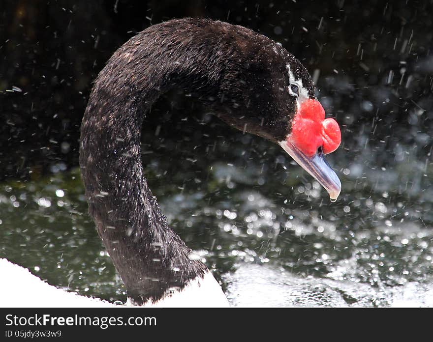 Close Up Of Black Necked Swan In Splashing Water