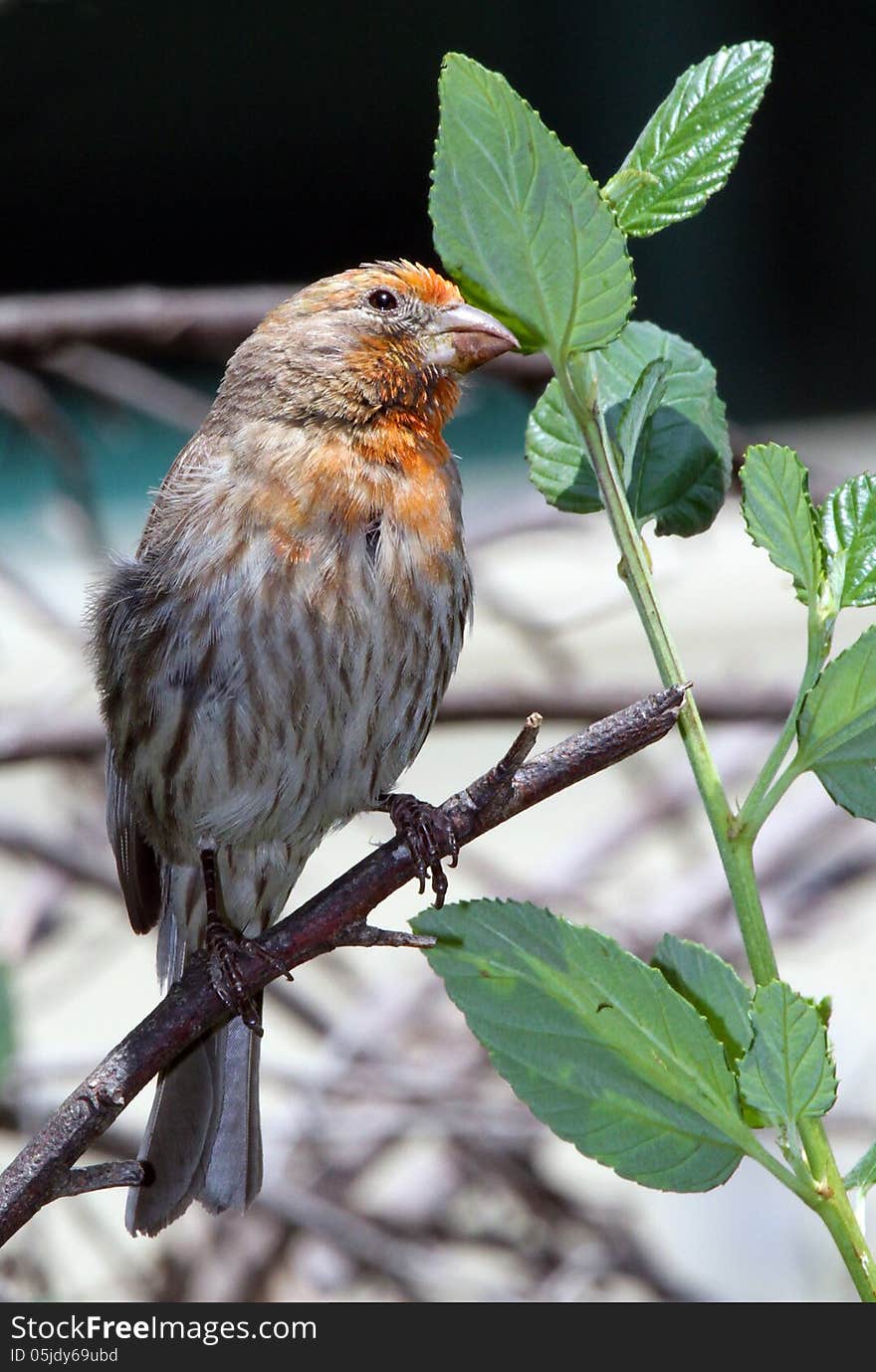 Common House Finche Perched On Tree Branch