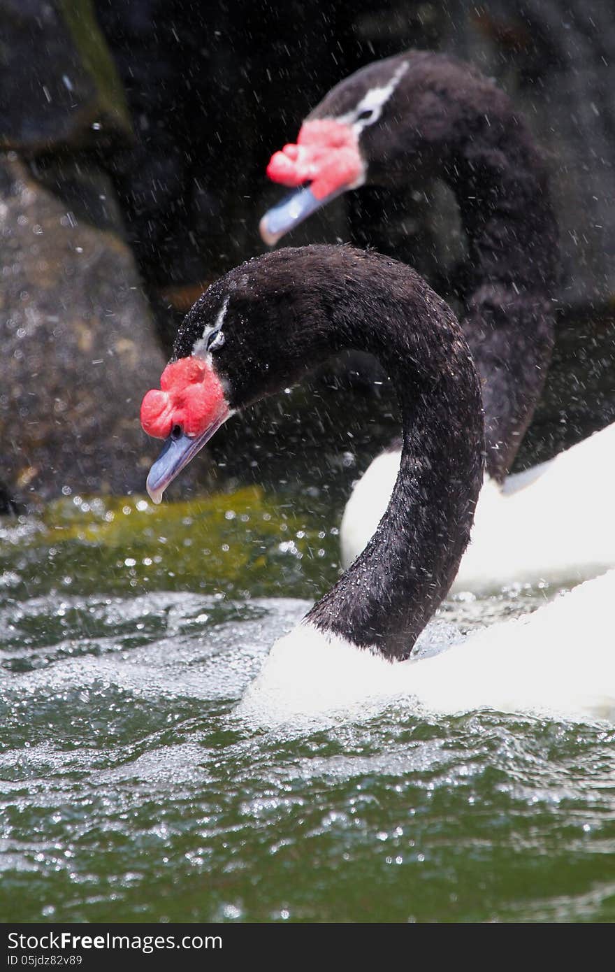 Close Up Of Black Necked Swans In Splashing Water