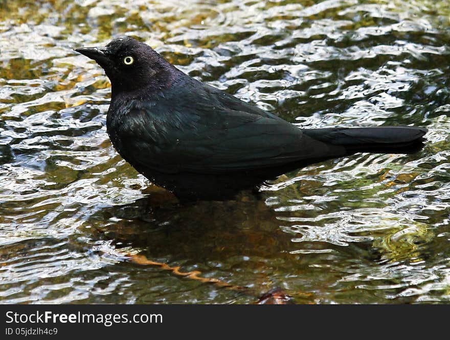 Black Bird Standing In Water Puddle. Black Bird Standing In Water Puddle